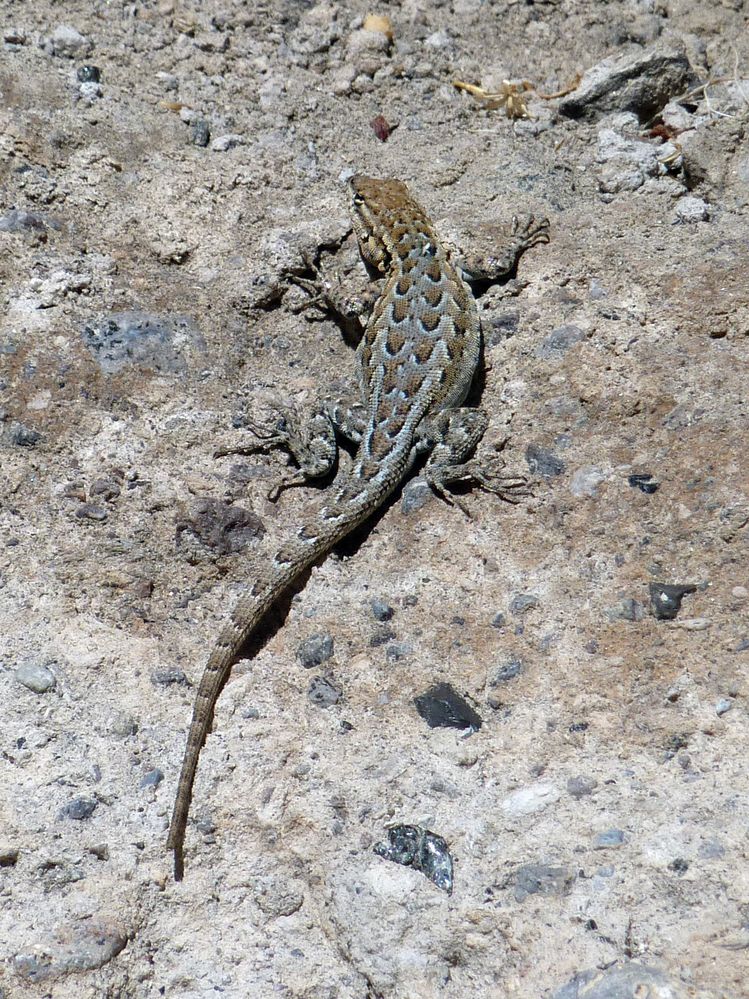 Mojave reserve (24).JPG
